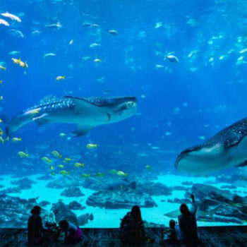 6 Worst-Value Museums for Families and 10 Overpriced Zoos and Aquariums