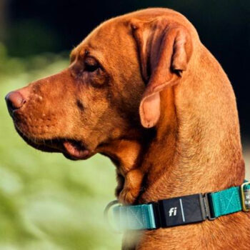 8 Best Dog Collars for Hiking & Travel in 2025 - Tested and Reviewed