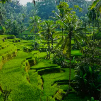9 Cameras That Bring Out the Greens of Bali’s Rice Terraces