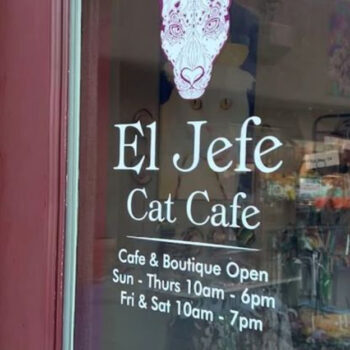 A 3-story cat café in Arizona that every cat lover will adore