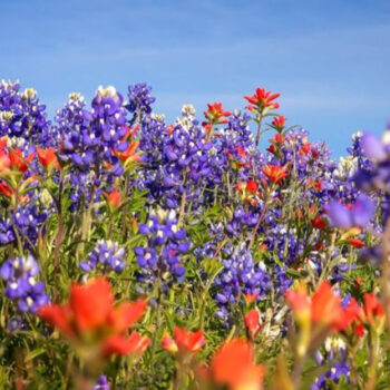 A Wildflower-Covered Hill in Texas That Locals Refuse to Put on Maps