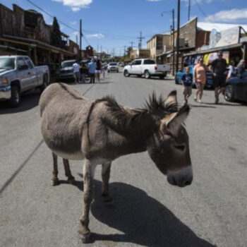 Arizona: Oatman — The Route 66 Ghost Town Between Kingman and Needles Where a Donkey Rules as Mayor