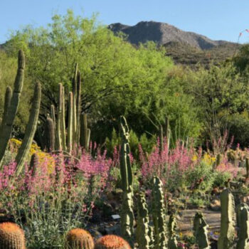 Arizona Trails and Gardens to See Cactus Blooms at Their Peak