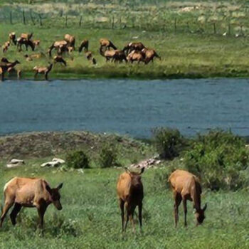 Arizona's Alpine: The 'Alps of Arizona' Is a Cozy Mountain Town Between Two Lakes Full of Wildlife and Outdoor Fun
