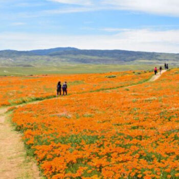 California, Lancaster – The Desert Town Where Fields of Poppies Come Alive Each Spring