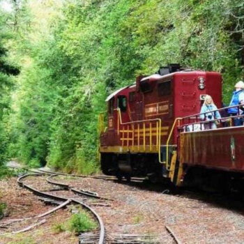 California Redwood Skunk Train: 7 Reasons This Ride Is Your Next Must-Do Getaway