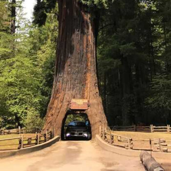 California’s Legendary Drive-Through Redwood Trees: Nature You Can Drive Into