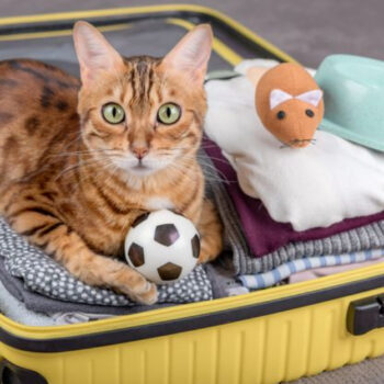Cats, Hotels, and Chaos: Can Felines Really Be Good Travel Companions?