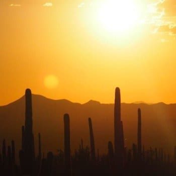 Tucson desert sunset