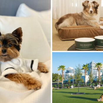 Dog-Friendly vs. Not: 15 Tips for Choosing the Right Hotel and Checking In