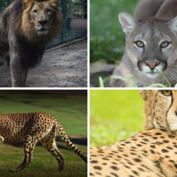 Ever Wanted to See Big Cats Up Close? Here’s Where to Go in Every State