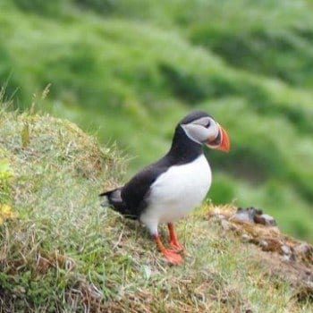 Where to find puffins in Iceland