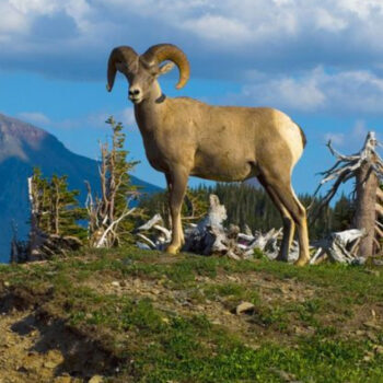 Glacier National Park Wildlife Windows You Don't Want to Miss
