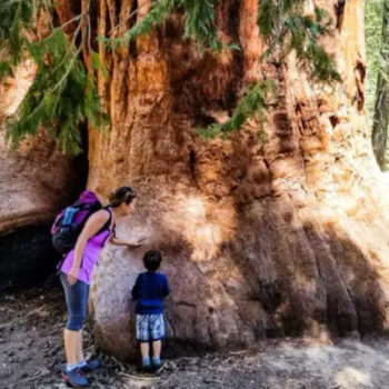 Hidden Redwood Forest Gems Most Tourists Miss