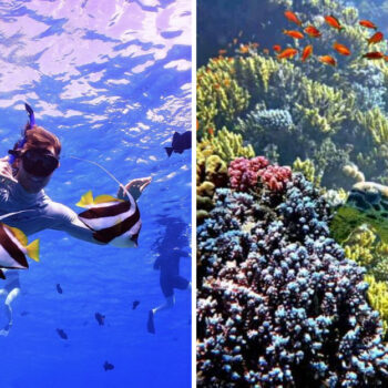 I Dove 23 Hawaii Beaches in 30 Days — These 17 Hide Underwater Secrets Divers Dream About