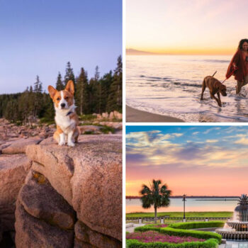 I Road-Tripped to 23 Pet-Friendly Destinations with My Dog — These 7 Were Pure Magic