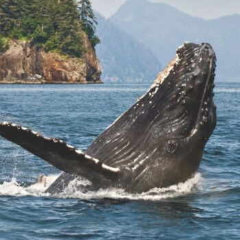 Kenai Fjords National Park: Alaska's Glacier-Carved Wilderness Wonderland
