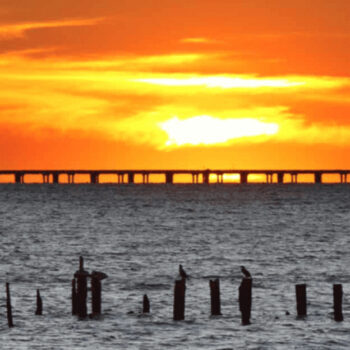 Louisiana’s Trestle Bridge Has Become a Floating Garden