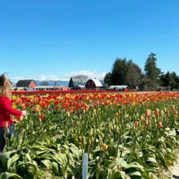 Mount Vernon, Washington: The Heart of America's Tulip Capital