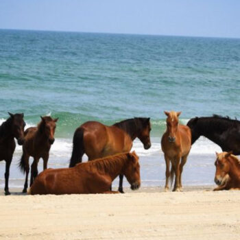 North Carolina, Corolla – The Town Where Wild Horses Roam Free