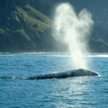 Oregon's Cape Sebastian: Stunning Clifftop Views and Exclusive Beaches Stretching Toward California