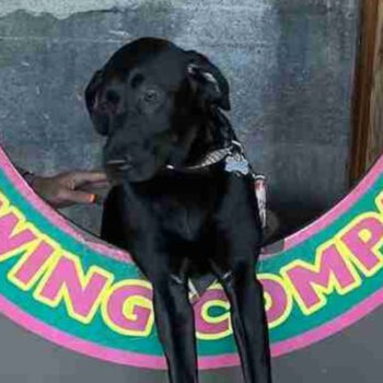 Pet-friendly cafes and parks in Portland for your next dog-friendly vacation