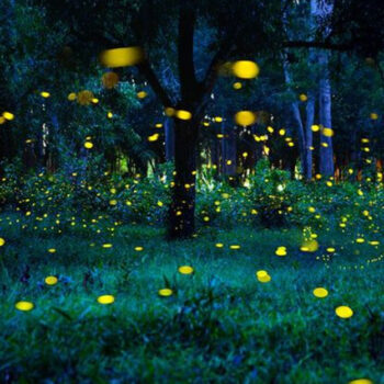 Tennessee, Great Smoky Mountains (Elkmont) – The Town Where Fireflies Synchronize Their Glow