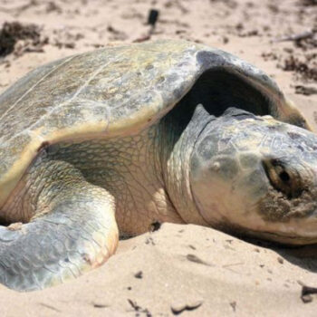 Texas Island in Corpus Christi Bay Boasts Serene Coves and Wildlife