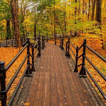 Wooden walkway with orange leaves on either side leading into the woods