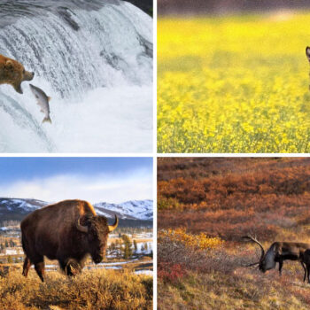 The 50 Best Places in America for Wild Animal Encounters