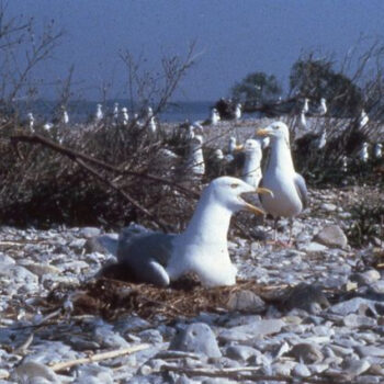 The Remote Michigan Islands Where Birds Reclaimed the Land