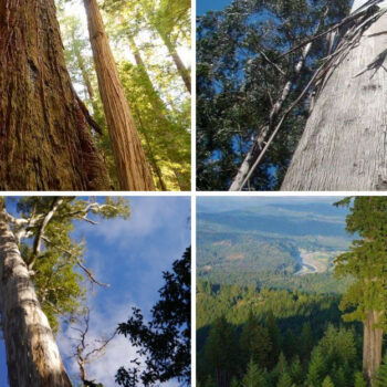 These 15 Giant Trees Will Make You Feel Tiny — Where to Find Earth's Tallest Living Things