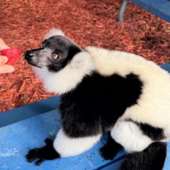 This Hidden Animal Sanctuary In Florida Offers An Unforgettable Lemur Encounter