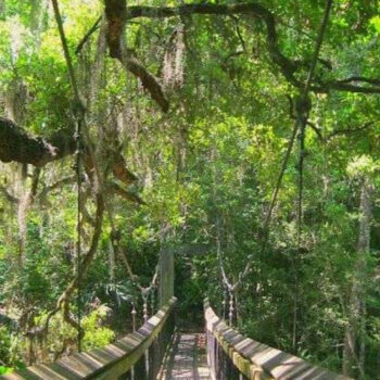 This gorgeous mysterious state park in Florida feels like stepping into another dimension