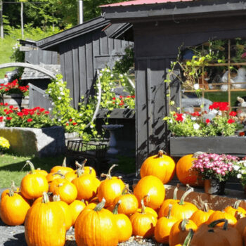 Vermont Maple Farms That Locals Guard Like a Sweet Secret