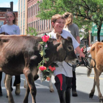 Vermont's Brattleboro Celebrates Cows in Charming 'Strolling of the Heifers' Parade