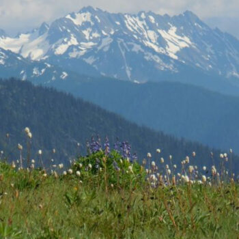 Washington Olympic‑Park Picnic Spots Only Locals Mention