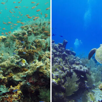 Why These 7 Dive Sites Belong on Every Diver’s Bucket List