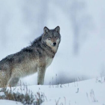 Yellowstone Saved: How 14 Canadian Wolves Brought Balance and $100 Billion to the Park