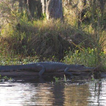 New Orleans alligator swamp tour