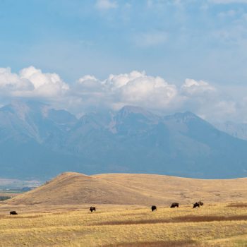 Bison Range on tan hills in front of the Mission Mountains