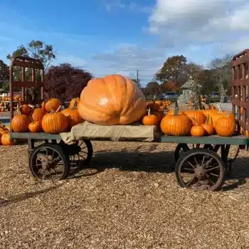 Pumpkin patch at Farmer's Daughter