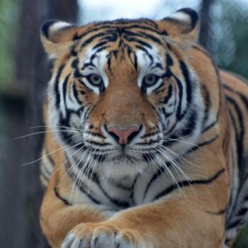 From Baby Gators to Snow-White Tigers, This West Palm Beach Sanctuary Is Florida's Wildest Animal Encounter