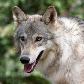 Most Texans Have No Idea Rescued Wolves Roam Free At This Countryside Sanctuary