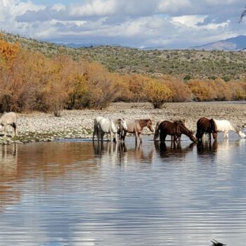 Wild Horses Wade Across The Lower Salt River While Most Arizona Drivers Speed Right Past