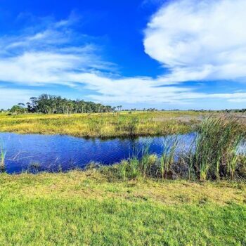 There Is a Florida State Park Where Wild Bison Roam Free and You'd Never Expect It an Hour From Orlando