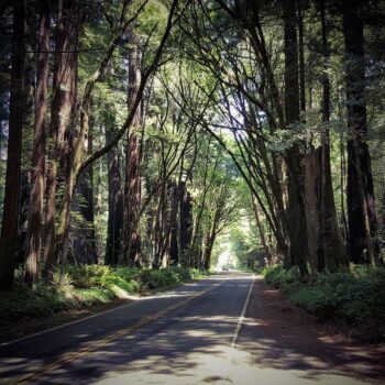 This 31-Mile Avenue of the Giants Drive Puts You Under California's Tallest Redwoods the Whole Way