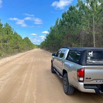 Halfway Between Jacksonville and Gainesville, There's a Quiet State Forest Most Floridians Never Find