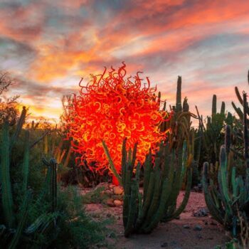 This Arizona Garden Turns Into An Adults-Only Roller Disco Under The Summer Stars