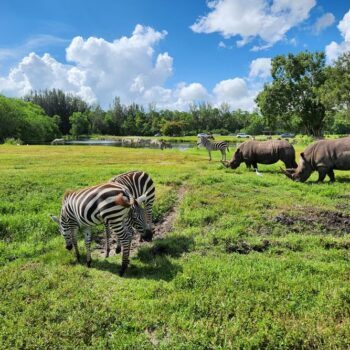 There's a Florida Safari Where Lions and Zebras Roam Just Inches From Your Car